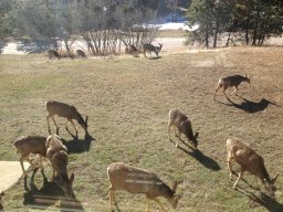 Lots of Deer