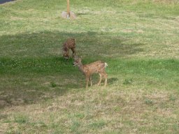 Fawns2