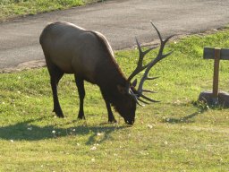 Elk2