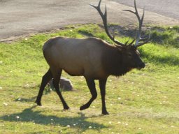 Elk3
